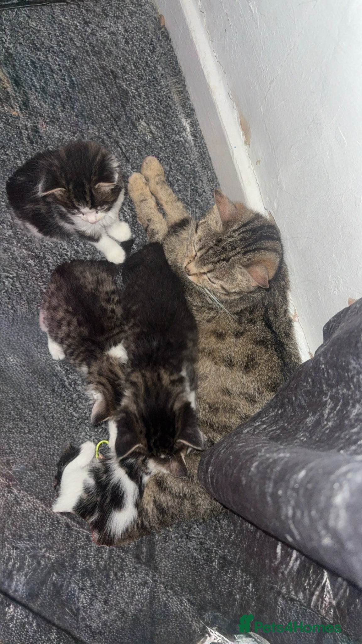 British Longhair cats Baby fluffy kittens 2 boys 2 girls  - Advert 2
