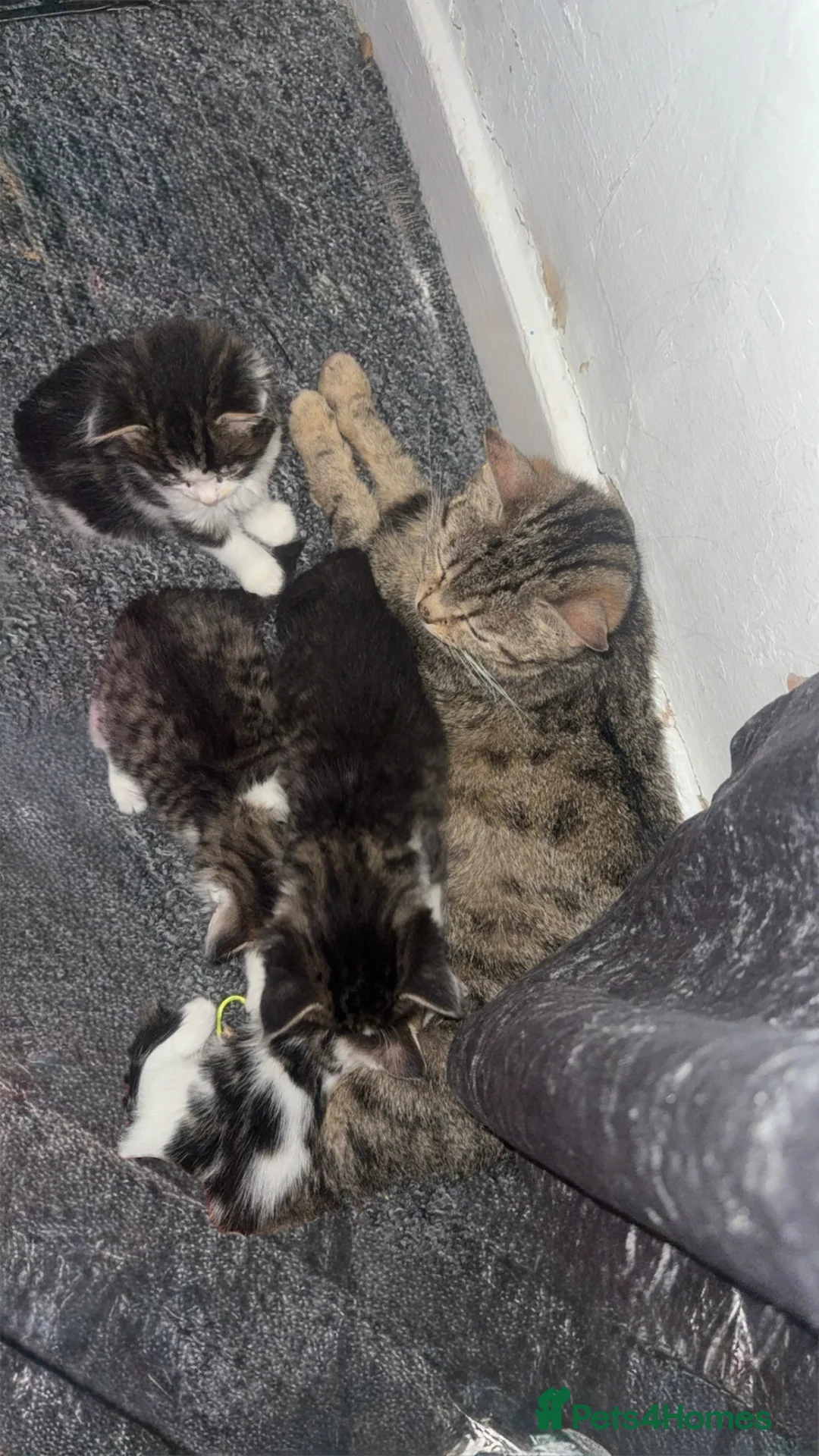 British Longhair cats for sale: Baby fluffy kittens 2 boys 2 girls  - Advert 1