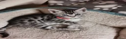 Bengal cats for sale: Silver and Snow Bengal girls - Advert 13