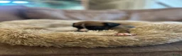 Boxer dogs for sale: Beautiful long and Bob tail kc reg puppies  - Advert 19