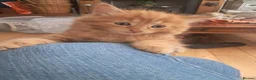 Ragdoll cats for sale: Mixed ragdolls - Advert 10