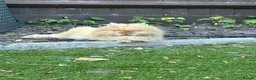 Lionhead rabbits for sale: Two lion head rabbits for sale - Advert 3