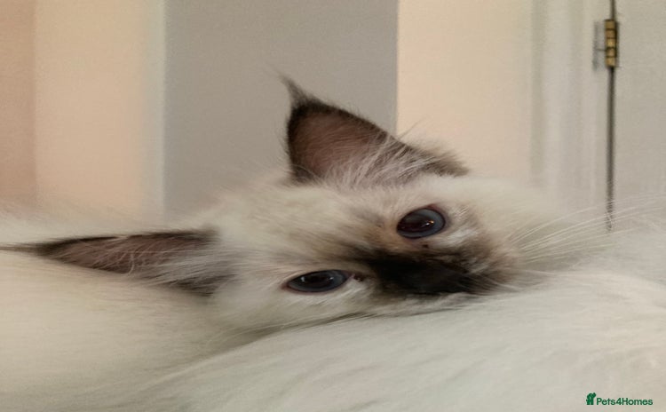 Ragdoll cats - Advert 3