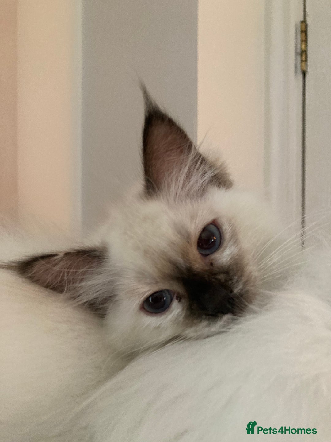 Ragdoll cats for sale: Ragdoll kittens - Image 1
