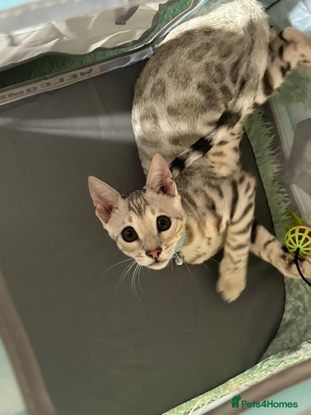 Bengal cats for stud: Bengal cat stud  - Image 6