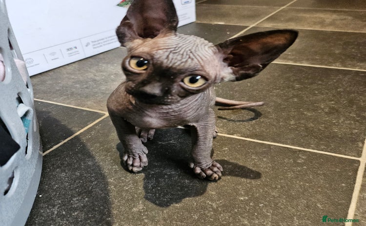 Sphynx cats - Advert 11