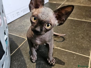 Sphynx cats - Advert 16
