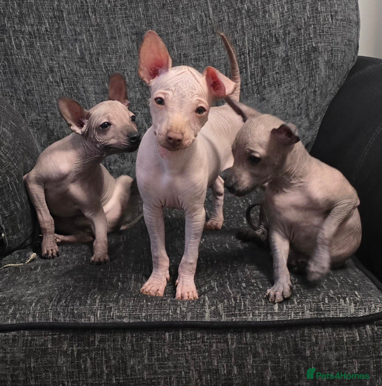 Mexican Hairless dogs Last 3 boys left, RKC reg. Xoloitzcuintle mini - Advert 6