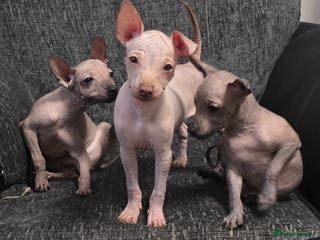 Mexican Hairless dogs Last 2 boys left, RKC reg. Xoloitzcuintle mini - Advert 2