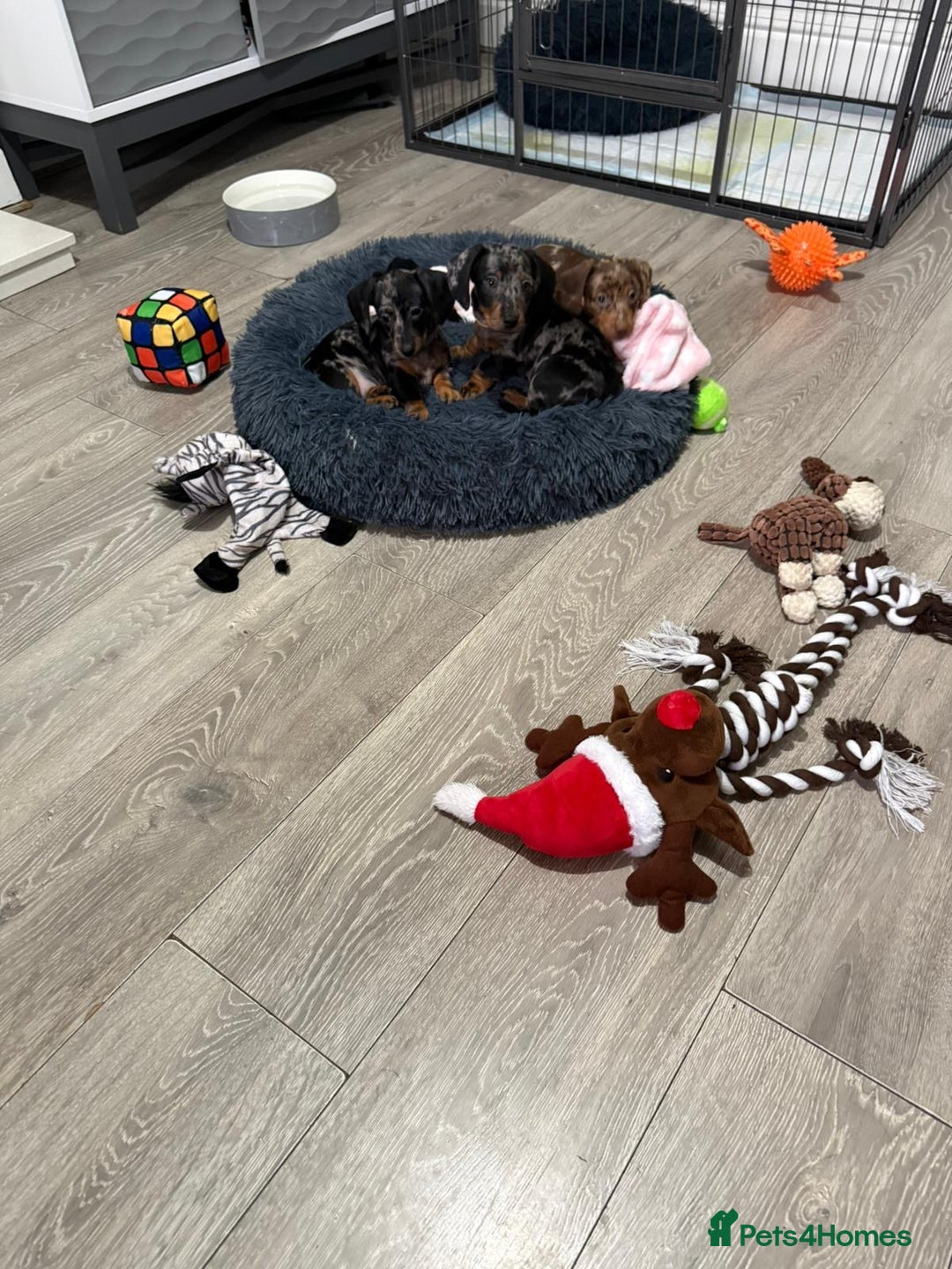 Miniature Dachshund dogs for sale: 8 Week Old Miniature Dachshund Puppies  - Advert 14