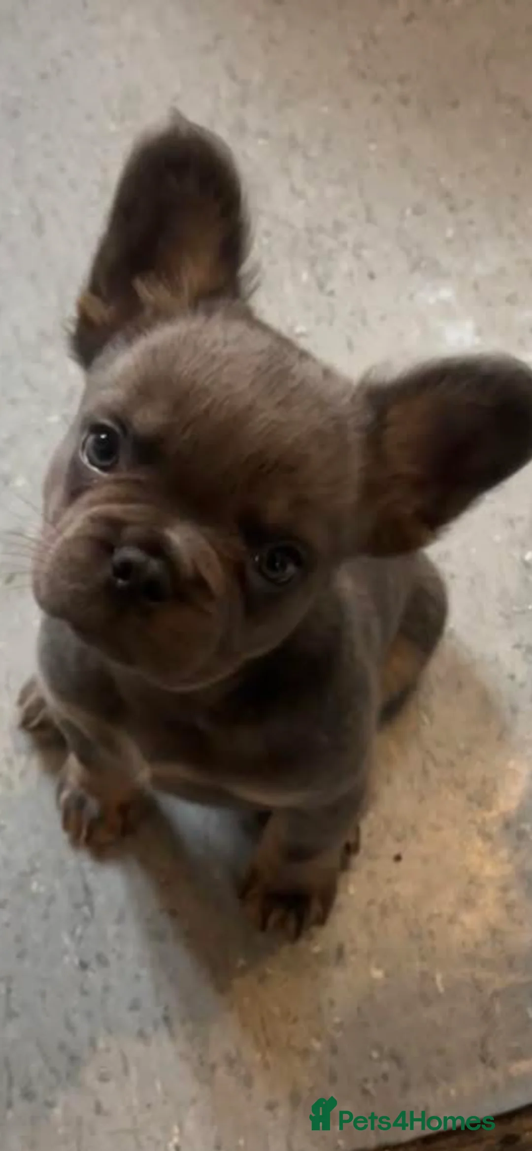 French Bulldog dogs for sale: Male fluffy frenchie - Advert 2