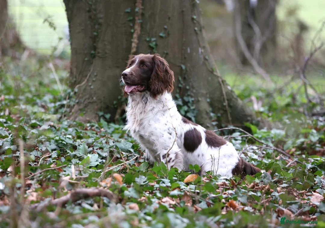 English Springer Spaniel dogs for sale: Working English Springer Spaniel pups boys in Bridgwater - Advert 10