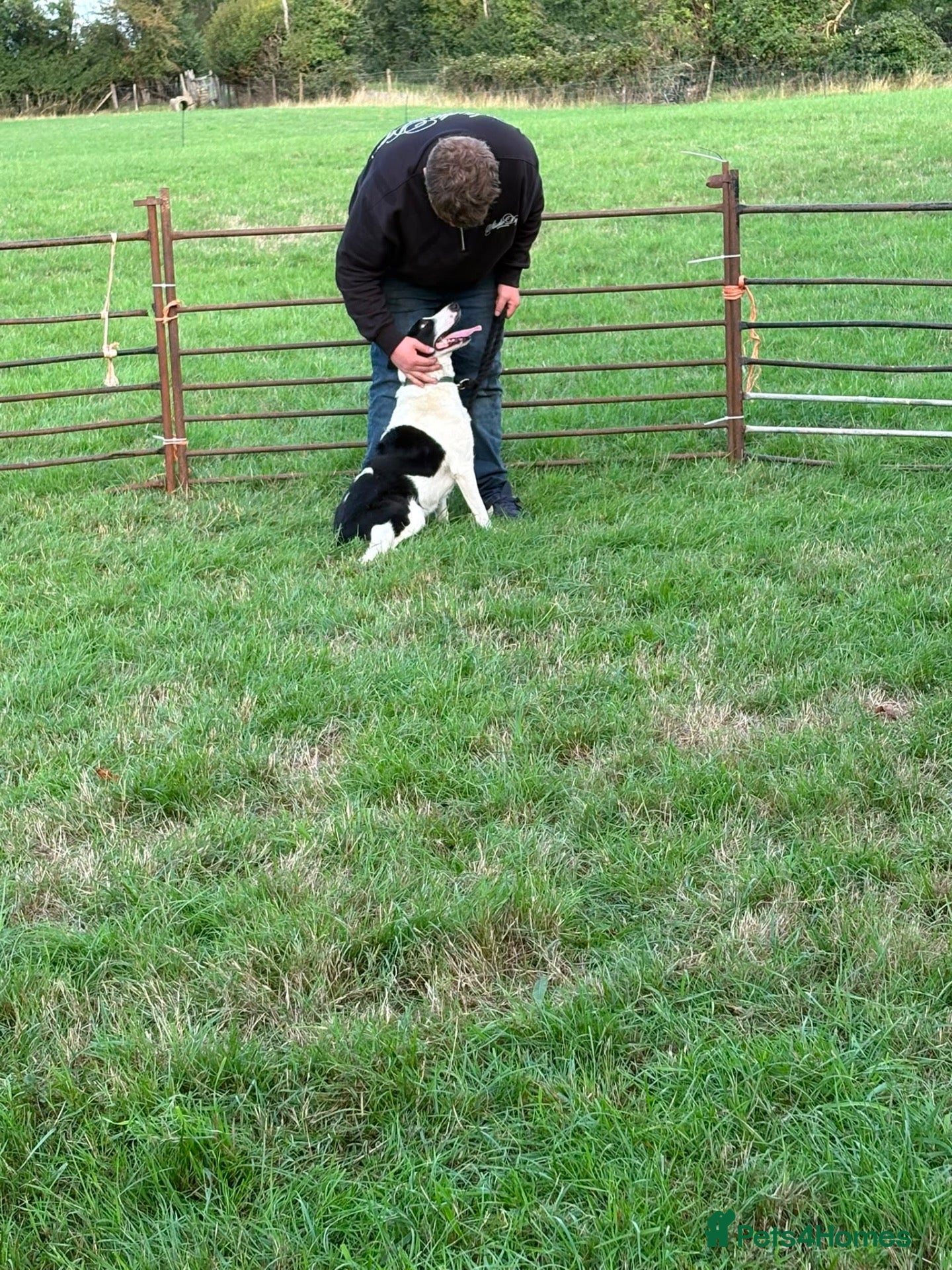 Smooth Collie dogs Female  - Advert 2