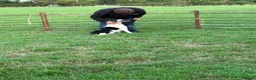Smooth Collie dogs for sale: Female  - Advert 1