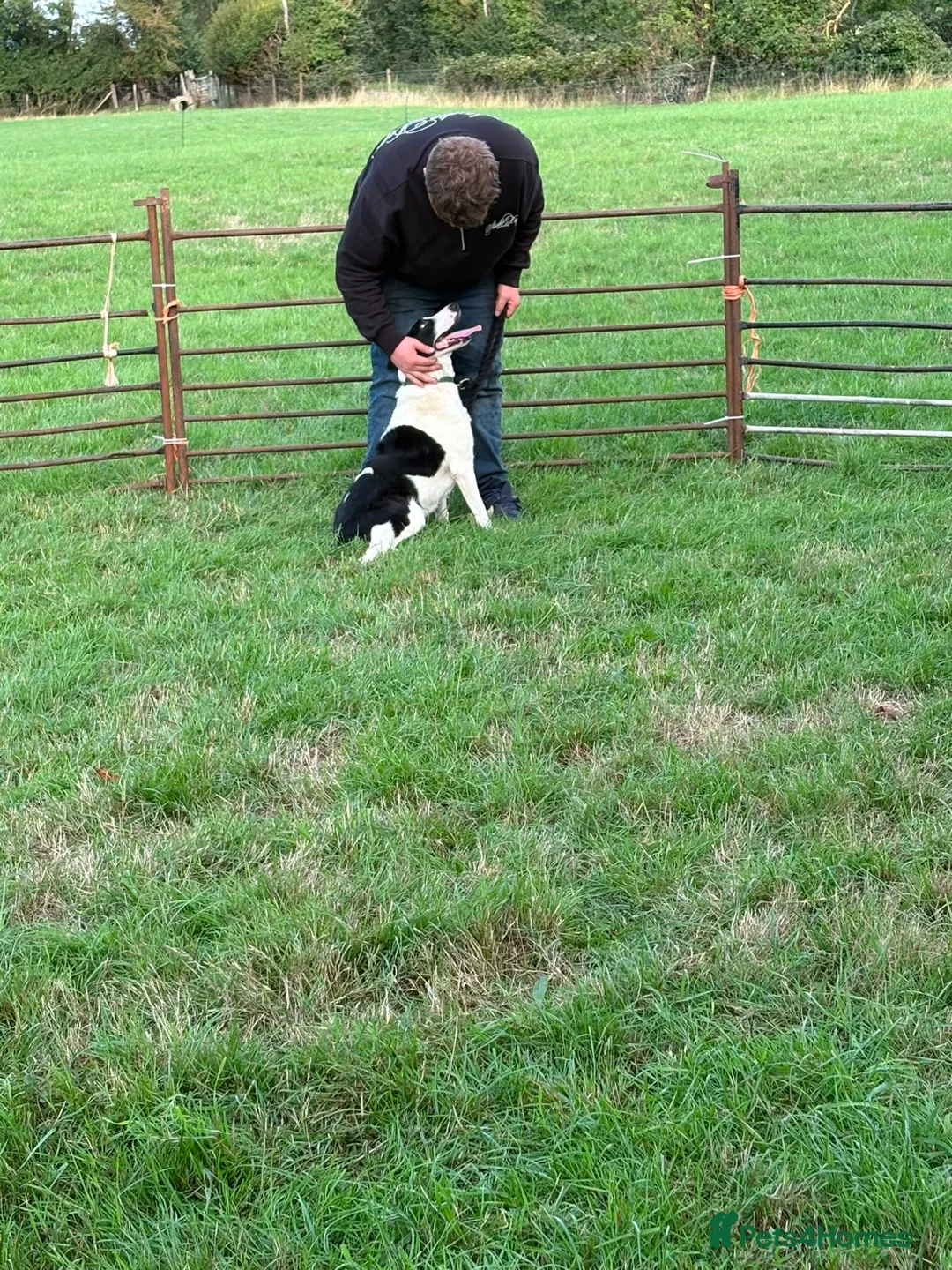 Smooth Collie dogs for sale: Female  - Advert 1