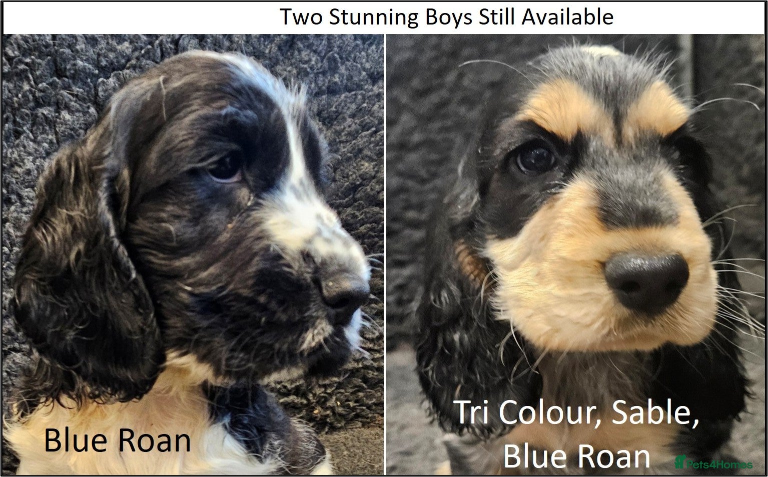 Cocker Spaniel dogs Stunning Show Cockers. Health Tested/KC Registered - Advert 4