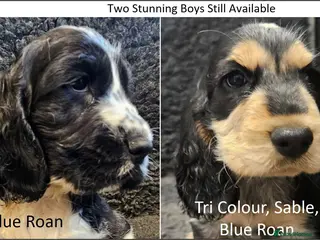 Cocker Spaniel dogs Stunning Show Cockers. Health Tested/KC Registered - Advert 4