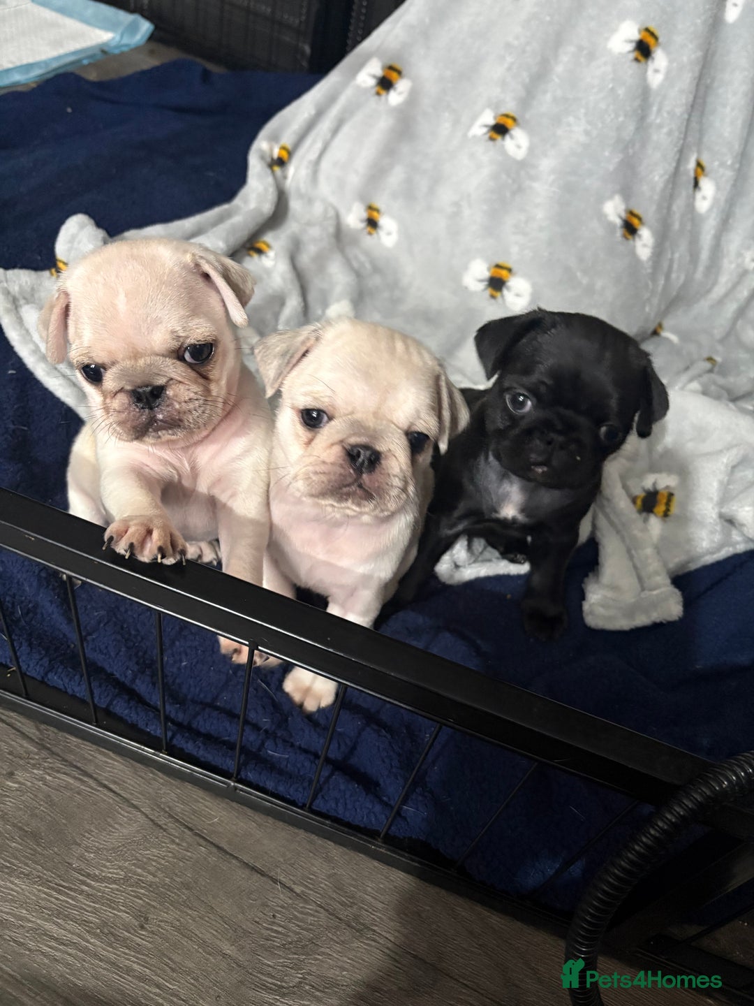 Pug dogs for sale: Pug pups for sale - Advert 2