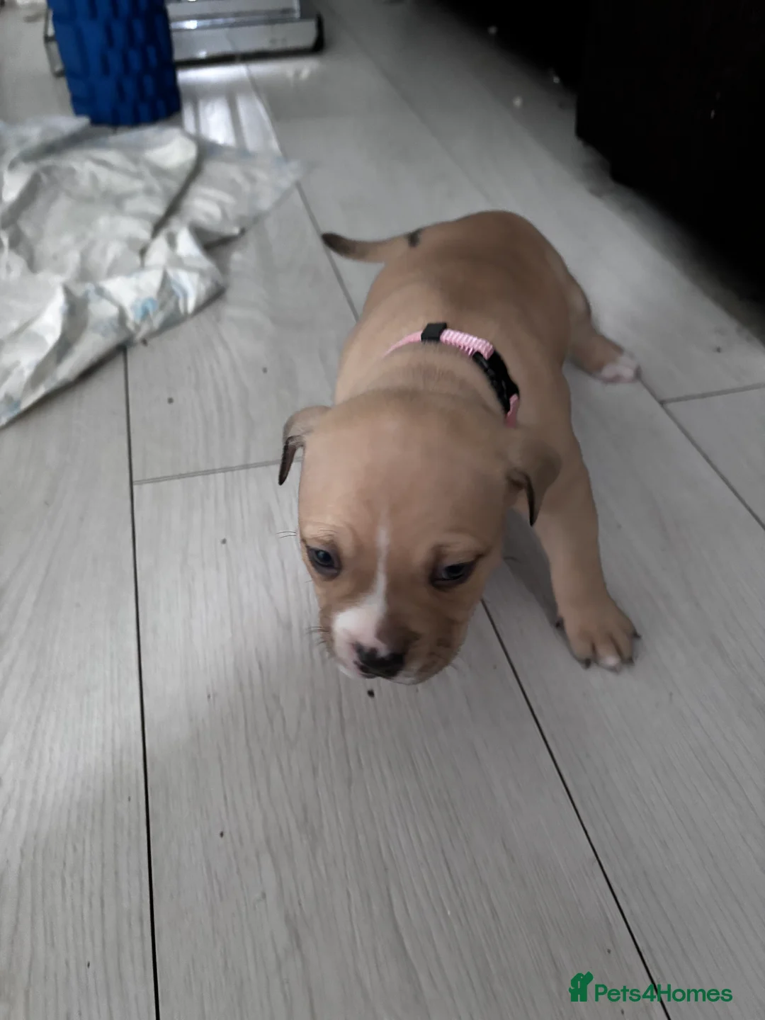American Bully dogs for sale: Pocket bully pups ready for they forever home  - Advert 3