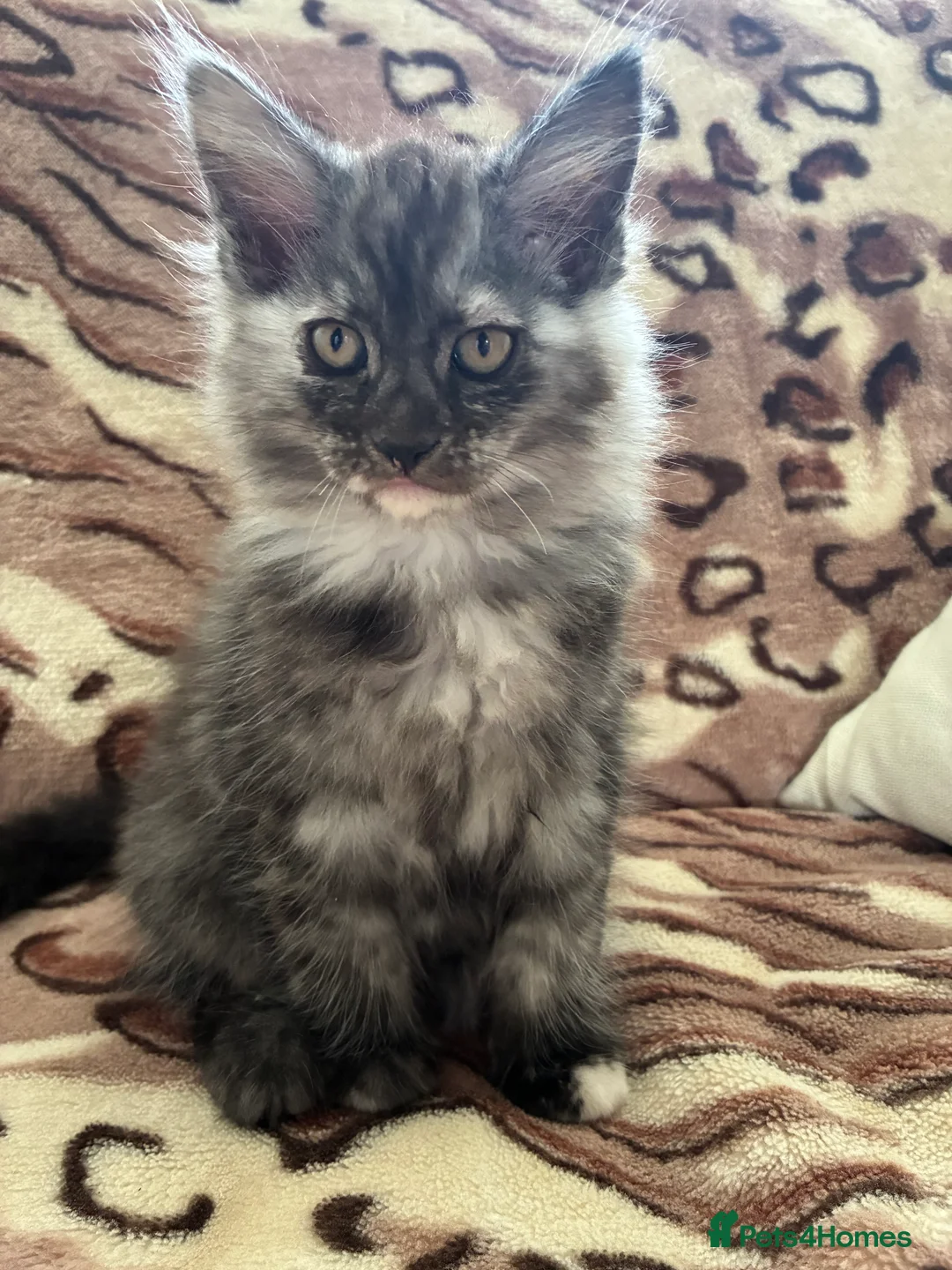 Mixed Breed cats for sale:  Mixed Maine coon kitten looking for a loving home - Advert 3