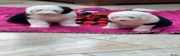 Old English Sheepdog dogs for sale: Old English sheep pups  - Advert 21