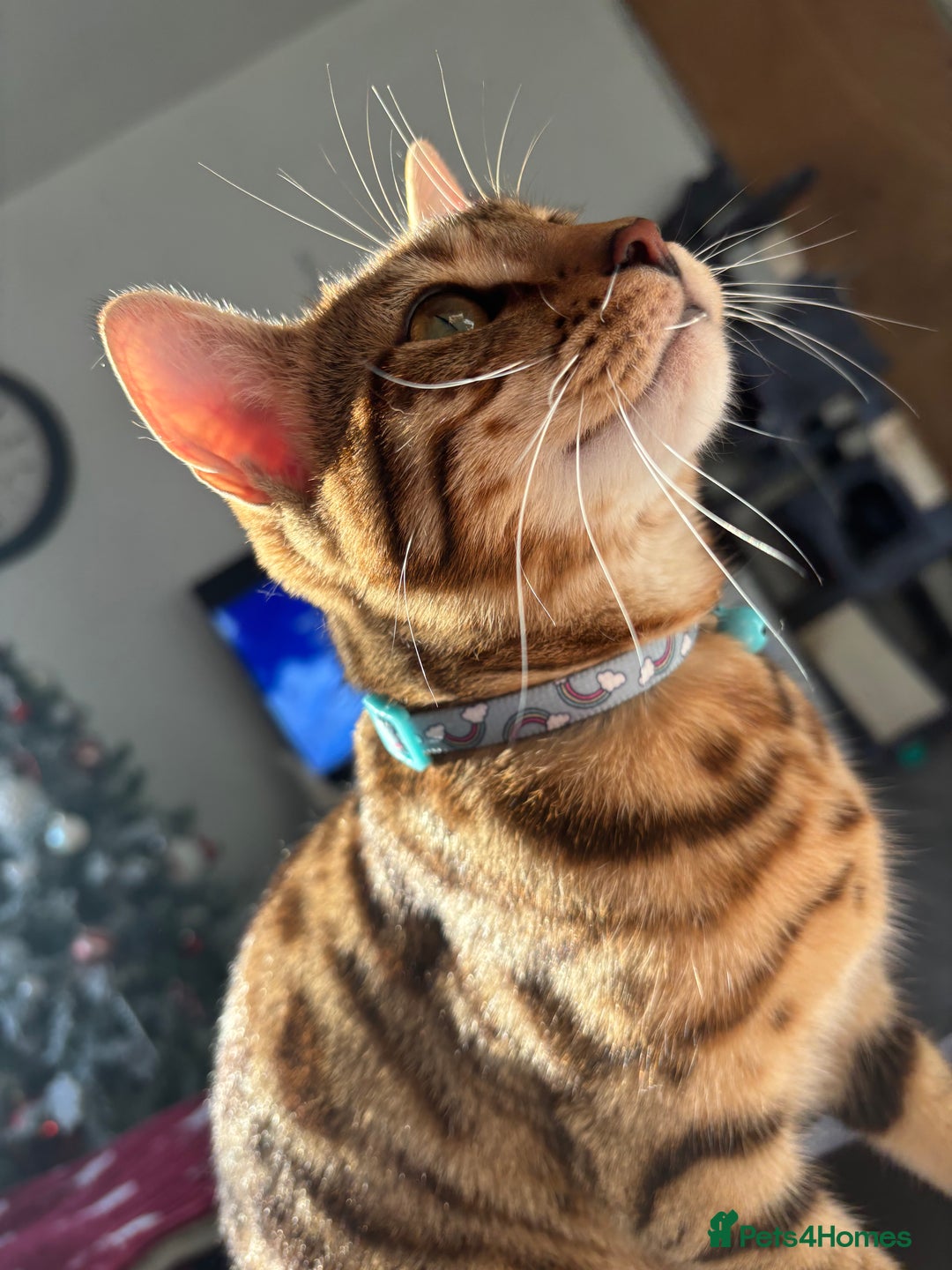 Bengal cats for sale: Beautiful bengal girl  - Image 2
