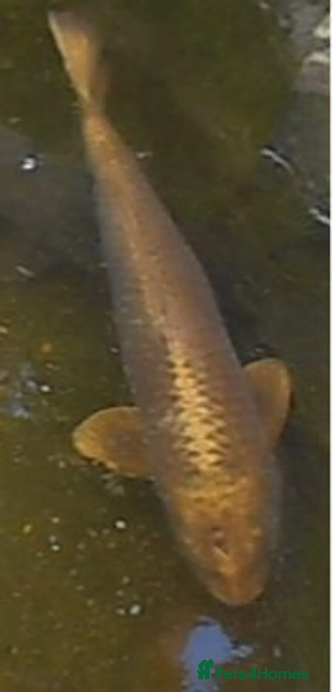 Koi Carp fish for sale: KOI CARP FOR SALE in Harlow - Advert 2