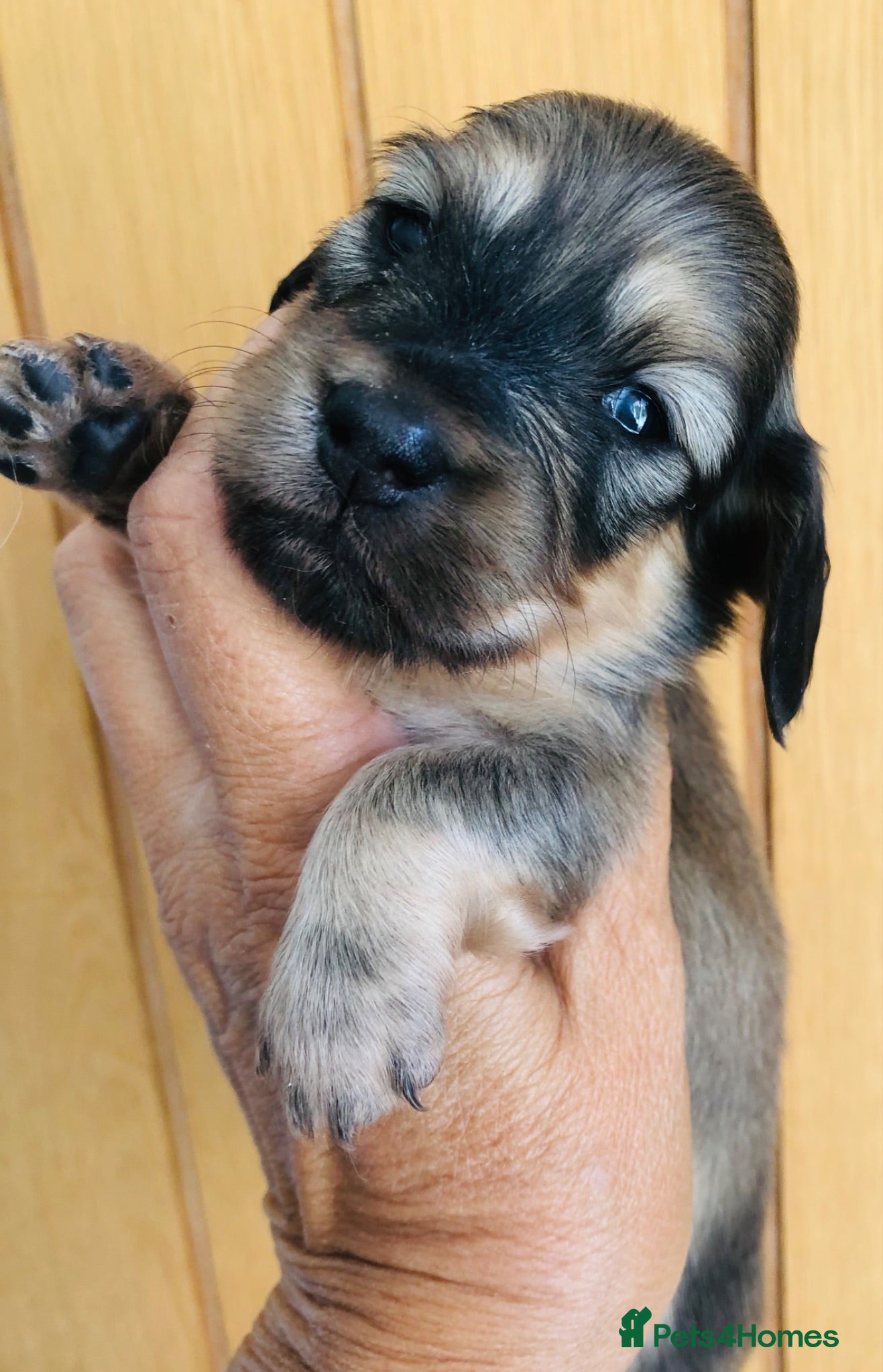 Miniature Dachshund dogs Miniature Dachshunds Longhaired - Advert 1