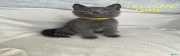 Mixed Breed cats for sale: British Shorthair& Russian Blue Kittens - Advert 13