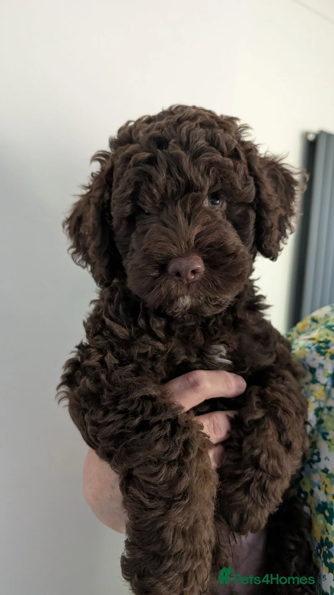 Spanish Water Dog dogs for sale: One remaining boy - Advert 2