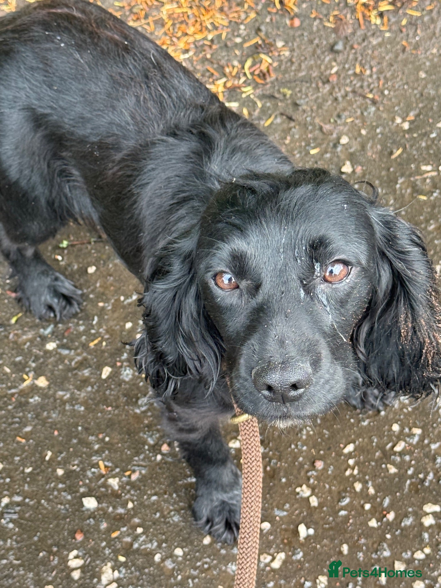 Cocker Spaniel dogs KC Registered Black Female Working Spaniel - Advert 1