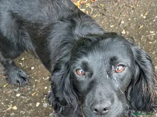 Cocker Spaniel dogs KC Registered Black Female Working Spaniel - Advert 1