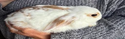 Mixed Breed rabbits for sale: Beautiful Mixed Breed Baby Rabbits  - Advert 15