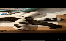 Mixed Breed dogs for sale: Sprockers cross  - Image 4