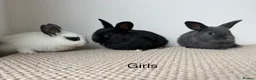 Mixed Breed rabbits for sale: Mini Dutch lops  - Advert 2