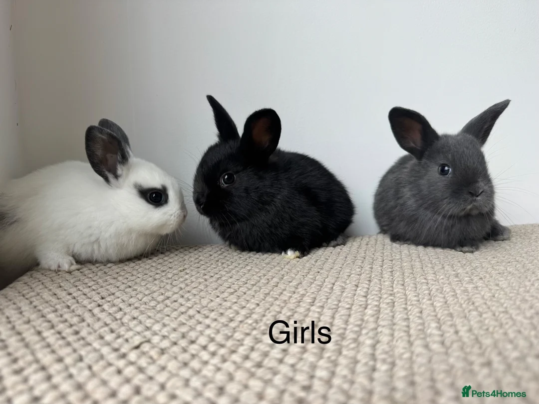 Mixed Breed rabbits for sale: Mini Dutch lops  - Advert 2