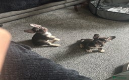 French Bulldog dogs for sale: French bulldog puppies  - Image 15