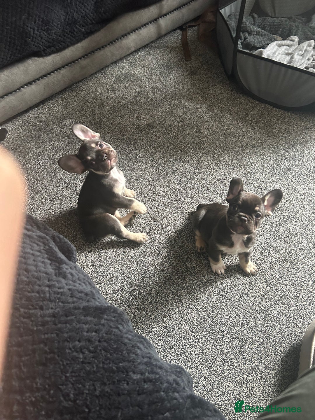 French Bulldog dogs for sale: French bulldog puppies  - Image 15