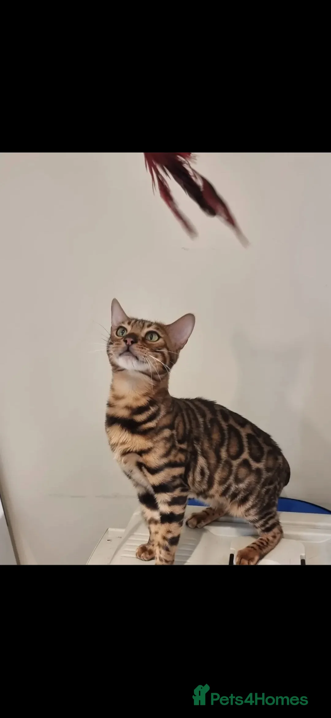 Bengal cats for sale: Tica registered brown bengal girl  in Norwich - Advert 2