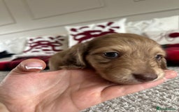 Miniature Dachshund dogs for sale: Top quality long haired miniature dachshunds  - Image 13