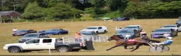 Trotter horses for sale: Beautiful Standardbred Mare For Sale - Advert 4