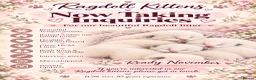 Ragdoll cats for sale: 🌈GCCF LINE LILIC/BLUE/SEAL RAGDOLLS. 🌈 - Advert 1