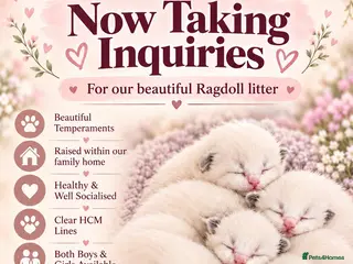 Ragdoll cats 🌈GCCF LINE LILIC/BLUE/SEAL RAGDOLLS. 🌈 - Advert 1