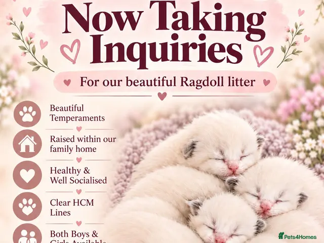 Ragdoll cats 🌈GCCF LINE LILIC/BLUE/SEAL RAGDOLLS. 🌈 - Advert 14