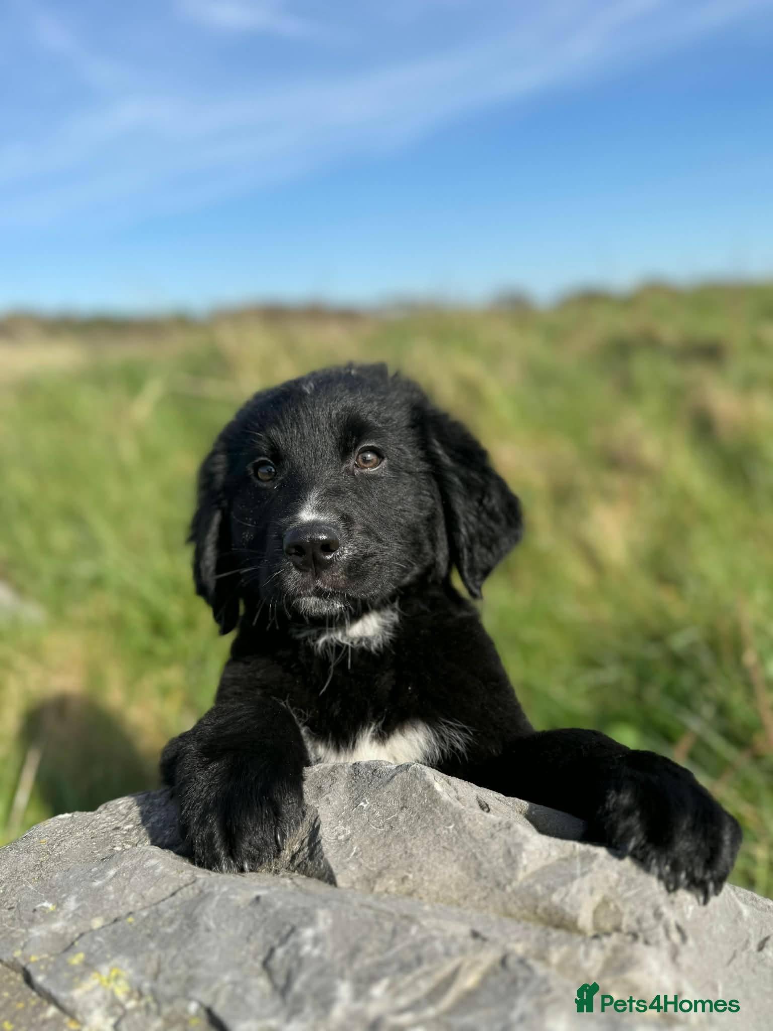 Golden Retriever dogs Pet Trained Bernese x Golden Retriever Male Pups - Advert 2