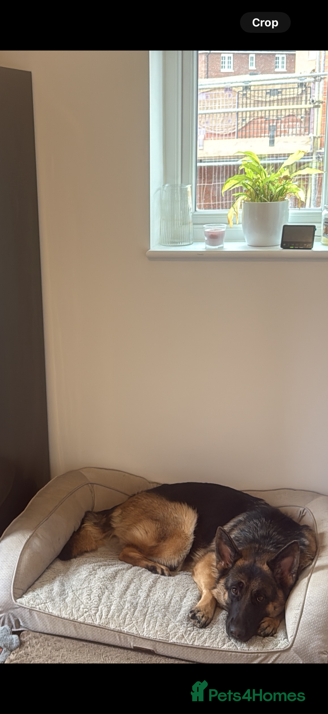 German Shepherd dogs for sale: Will you give her a forever home? - Image 2