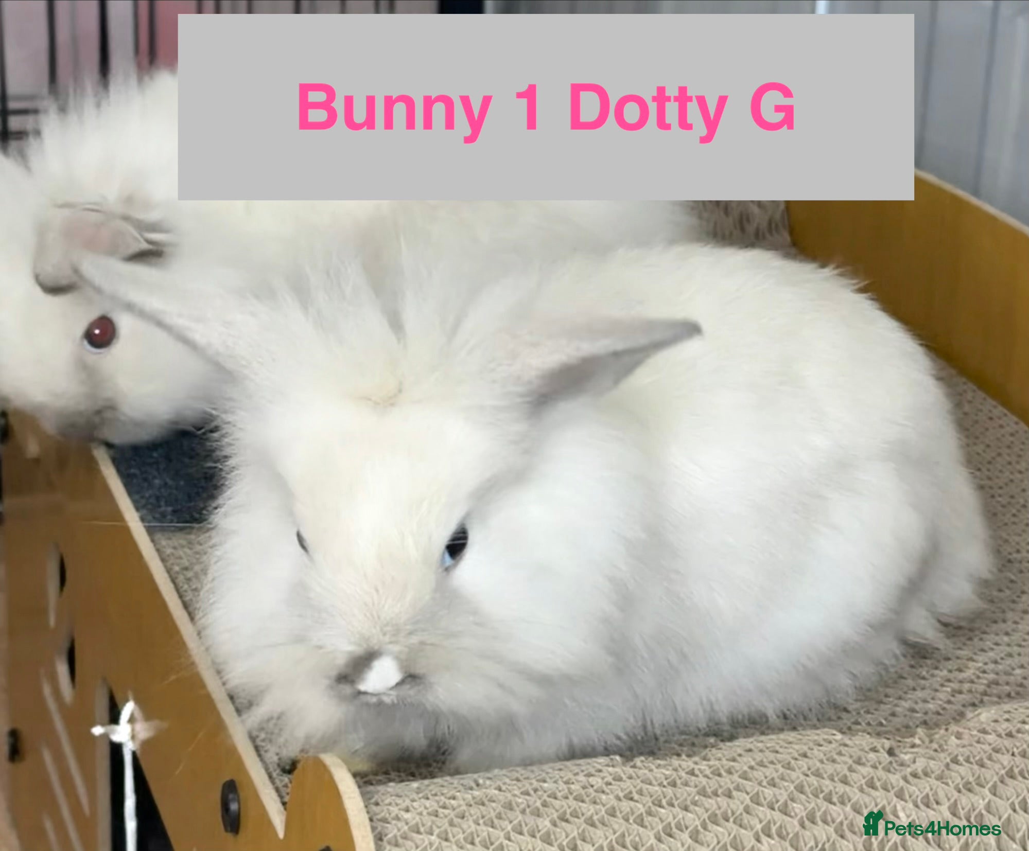 Lionhead rabbits Double Maned Lionheads Babies - Advert 16