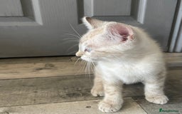 Bengal cats for sale: Part Snow Bengal Kitten - Image 13