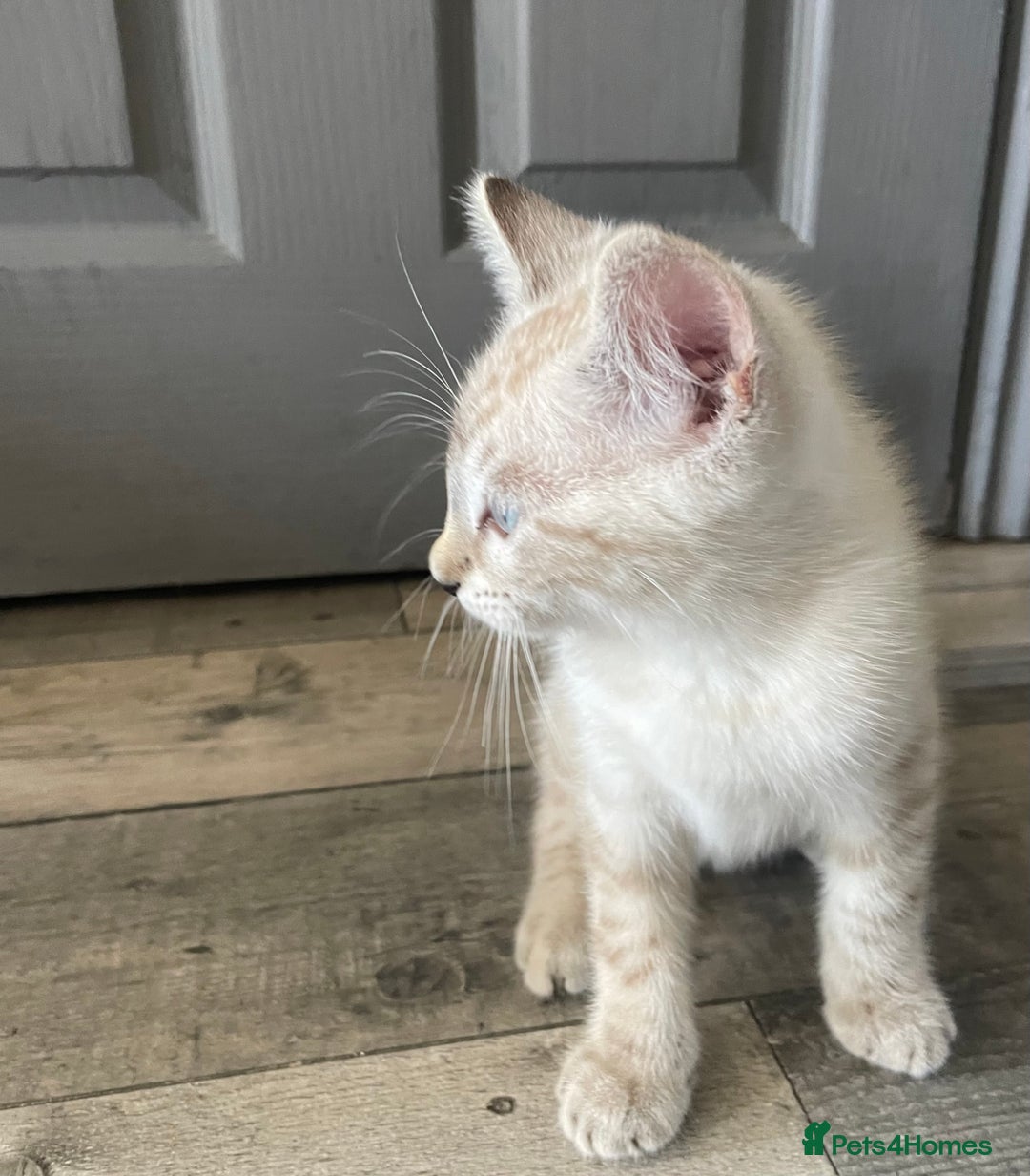 Bengal cats for sale: Part Snow Bengal Kitten - Image 13