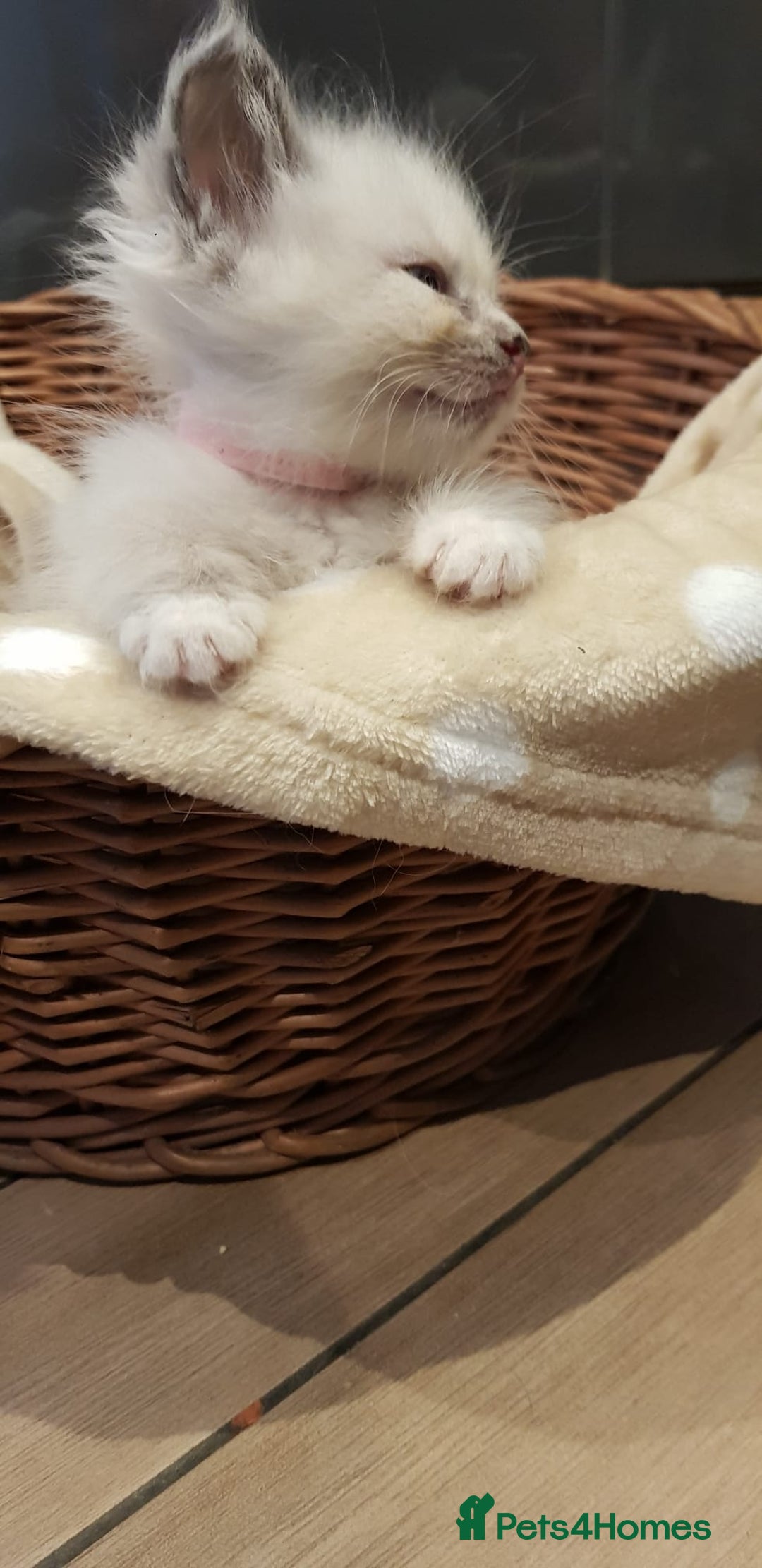 Siberian cats for sale: Hypoallergenic Siberian Neva Masquerade kittens. - Image 29